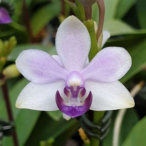 紫式部 蘭花|紫式部還是很有魅力的! 雙花梗, Phal. Tzu Chiang Sapphire 